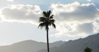 single palm tree in palm springs
