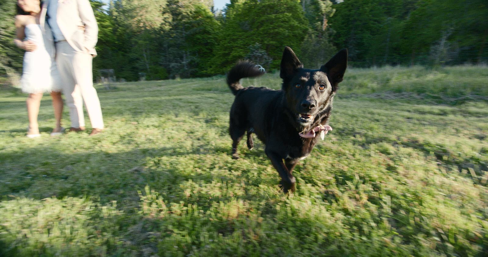 black dog at wedding on salt spring island